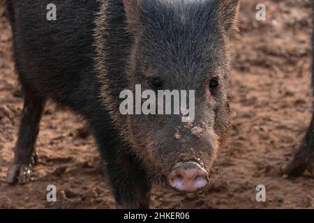 Un pecario colarato (Dicotyles tajacu) della famiglia Tayassuidae trovato in Nord, Centro e Sud America. Foto Stock