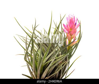 tillandsia pianta di fronte a sfondo bianco Foto Stock