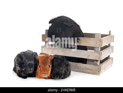 La cavia di fronte a uno sfondo bianco Foto Stock