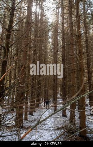 Foresta canadese profonda coperta di neve sotto il sole Foto Stock