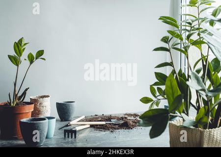 Repotting piante in casa. Piano Zamioculcas, attrezzi da giardinaggio, pentole su sfondo grigio. Potting o trapiantando piante. Houseplant. Spazio per testo. Hig Foto Stock