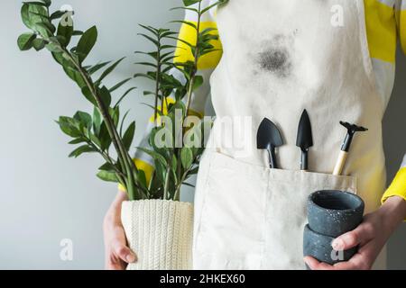 Macchia di terreno sui vestiti. Donna irriconoscibile che detiene zamioculcas e strumenti per trapiantare piante su sfondo grigio. Foto di alta qualità Foto Stock