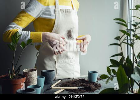 Macchia di terreno sui vestiti. Pianta domestica di trapianting femminile non riconoscibile vicino alla finestra. . Foto di alta qualità Foto Stock