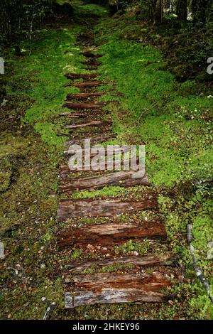 I tronchi di passo in contrasto con le pietre di passo attraverso un tratto fangoso del sentiero nel Nelson Lakes National Park, isola sud, Aotearoa / Nuova Zelanda. Foto Stock