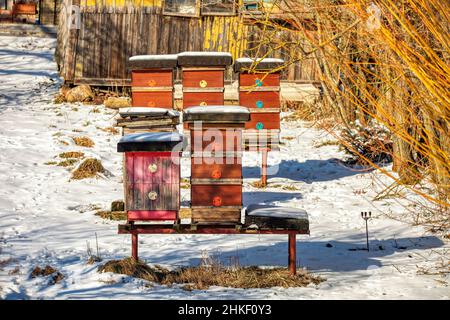 Alveari di gruppo coperti di neve nel giardino d'inverno. Repubblica Ceca, Europa Foto Stock