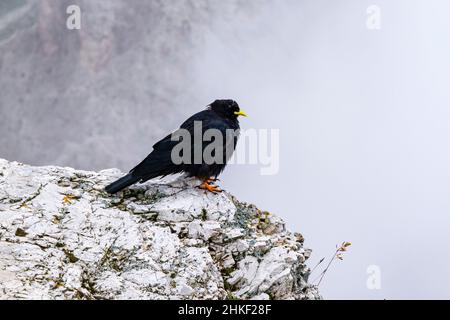 Tosse alpina o tosse gialla (pirrhocorax graculus), seduta sulla cima del Grand Circus. Foto Stock