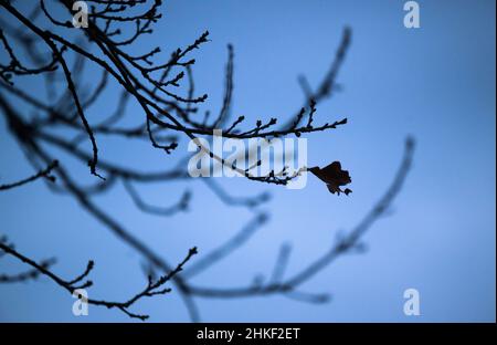 Hannover, Germania. 04th Feb 2022. Su un albero è ancora appesa una sola foglia. Credit: Julian Stratenschulte/dpa/Alamy Live News Foto Stock