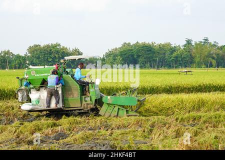 Pati, Indonesia - Gennaio, 2022 : la macchina automatica per la raccolta del riso viene utilizzata per la raccolta dei campi ed è matura e gialla nella stagione di raccolta. Foto Stock