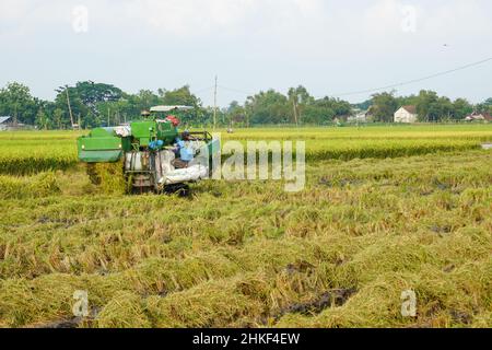 Pati, Indonesia - Gennaio, 2022 : la macchina automatica per la raccolta del riso viene utilizzata per la raccolta dei campi ed è matura e gialla nella stagione di raccolta. Foto Stock