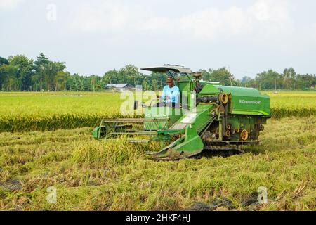 Pati, Indonesia - Gennaio, 2022 : la macchina automatica per la raccolta del riso viene utilizzata per la raccolta dei campi ed è matura e gialla nella stagione di raccolta. Foto Stock