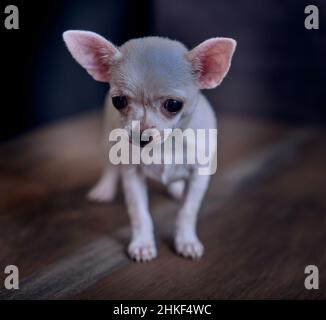 Ritratto di stupidi puppy triste chihuahua con sfondo nero Foto Stock
