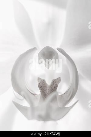 foto macro di un fiore di orchidea su sfondo bianco Foto Stock