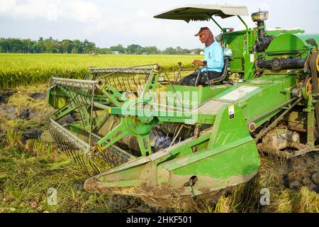 Pati, Indonesia - Gennaio, 2022 : la macchina automatica per la raccolta del riso viene utilizzata per la raccolta dei campi ed è matura e gialla nella stagione di raccolta. Foto Stock