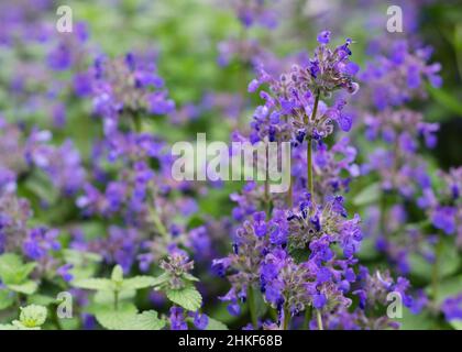 Varietà di menta felina con fiori blu Foto Stock