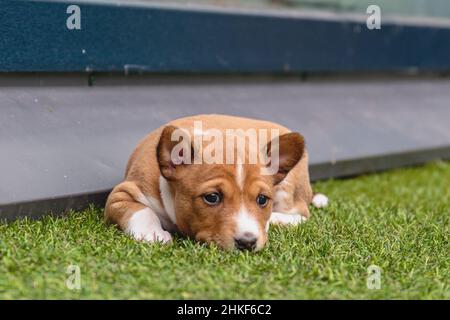 Carino basenji cane che giace sul pavimento verde interno a casa Foto Stock