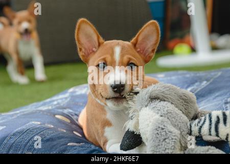 Due cuccioli basenji che giocano e si divertono a casa al coperto Foto Stock