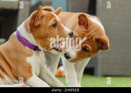 Due cuccioli basenji che giocano e si divertono a casa al coperto Foto Stock