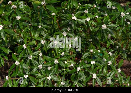 Daphne bholua 'Spring Herald' un arbusto sempreverde di piante con fiore bianco primaverile, foto di scorta Foto Stock