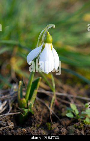 Gocce di neve bianca Galanthus nivalis in fiore primo piano su sfondo sfocato Foto Stock
