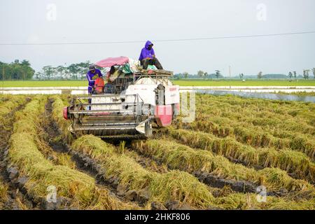 Pati, Indonesia - Gennaio, 2022 : la macchina automatica per la raccolta del riso viene utilizzata per la raccolta dei campi ed è matura e gialla nella stagione di raccolta. Foto Stock