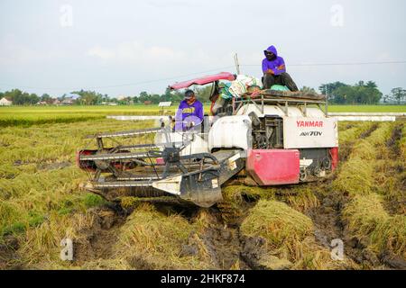 Pati, Indonesia - Gennaio, 2022 : la macchina automatica per la raccolta del riso viene utilizzata per la raccolta dei campi ed è matura e gialla nella stagione di raccolta. Foto Stock