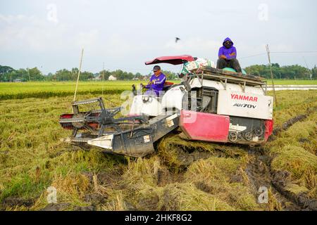 Pati, Indonesia - Gennaio, 2022 : la macchina automatica per la raccolta del riso viene utilizzata per la raccolta dei campi ed è matura e gialla nella stagione di raccolta. Foto Stock