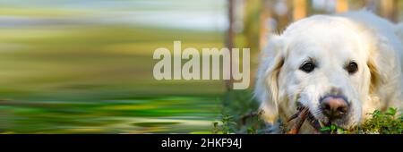 Golder Retreiver cane, nel parco, sorridente, disteso intorno. Cane Retriever. Foto Stock