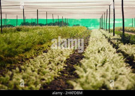 Righe e righe di verde. Scatto ritagliato di file di raccolti all'interno di una serra su una fattoria. Foto Stock