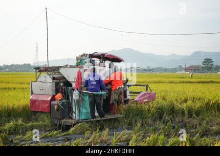 Pati, Indonesia - Gennaio, 2022 : la macchina automatica per la raccolta del riso viene utilizzata per la raccolta dei campi ed è matura e gialla nella stagione di raccolta. Foto Stock