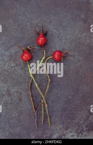 Tre rose rosse brillanti di rosa molle o mollis rosa rosa con i loro steli su metallo intarinato Foto Stock