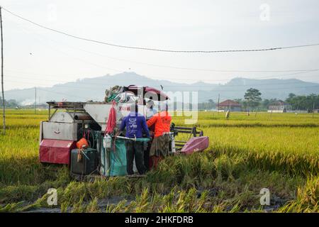 Pati, Indonesia - Gennaio, 2022 : la macchina automatica per la raccolta del riso viene utilizzata per la raccolta dei campi ed è matura e gialla nella stagione di raccolta. Foto Stock