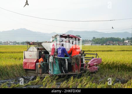 Pati, Indonesia - Gennaio, 2022 : la macchina automatica per la raccolta del riso viene utilizzata per la raccolta dei campi ed è matura e gialla nella stagione di raccolta. Foto Stock