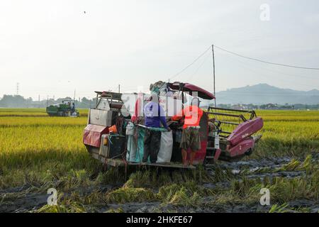 Pati, Indonesia - Gennaio, 2022 : la macchina automatica per la raccolta del riso viene utilizzata per la raccolta dei campi ed è matura e gialla nella stagione di raccolta. Foto Stock