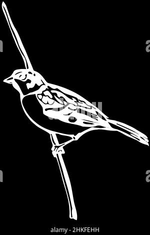 disegno vettoriale bianco e nero di un piccolo uccello su un passero di ramo Foto Stock