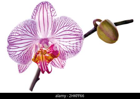 immagine vettoriale gemma di bei fiori interni a strisce orchidea su uno sfondo bianco Foto Stock