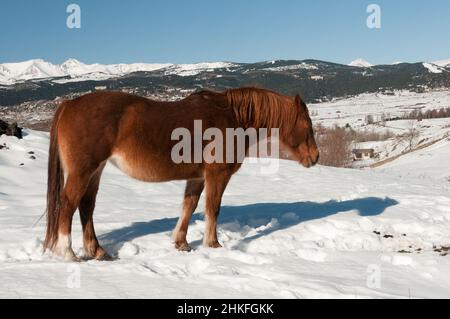 Profilo di un cavallo di castagno colorato, in un prato innevato in montagna in inverno Foto Stock