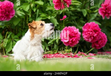 Felice carino cucciolo cane puppy odore fiori di peonia in primavera Foto Stock