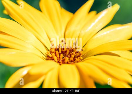 Fiore giallo primo piano. Petali di fiori . Polline nel fiore macro. Fiore. Sfondo estivo. Immagini brillanti e succose. Macro colpo di fiore giallo. PIS Foto Stock