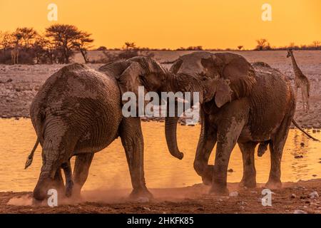 Namibia, regione di Kunene, parco nazionale di Etosha, campo di Okaukuejo, lotta tra due elefanti maschi africani di savana (Loxodonta africana) al laghetti, al tramonto Foto Stock