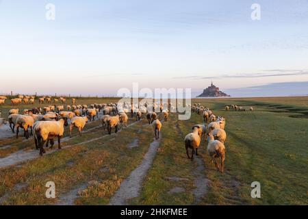 Francia, Manica (50), Baie du Mont Saint-Michel classé Patrimoine Mondial de l'Unesco, Abbaye du Mont Saint-Michel / Francia, Manica, Baia di Mont Saint-Michel inserito come Patrimonio Mondiale dell'Unesco, Abbazia di Mont Saint-Michel Foto Stock