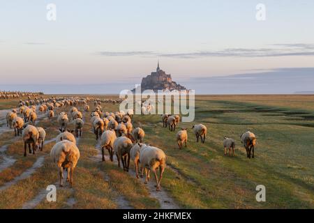 Francia, Manica (50), Baie du Mont Saint-Michel classé Patrimoine Mondial de l'Unesco, Abbaye du Mont Saint-Michel / Francia, Manica, Baia di Mont Saint-Michel inserito come Patrimonio Mondiale dell'Unesco, Abbazia di Mont Saint-Michel Foto Stock