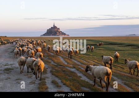 Francia, Manica (50), Baie du Mont Saint-Michel classé Patrimoine Mondial de l'Unesco, Abbaye du Mont Saint-Michel / Francia, Manica, Baia di Mont Saint-Michel inserito come Patrimonio Mondiale dell'Unesco, Abbazia di Mont Saint-Michel Foto Stock