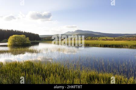 Francia, Puy de Dome, Parc des volcans d'Auvergne, Massif du Sancy, Monts Dore, torba verso Picherande Foto Stock