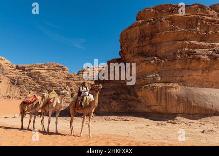 Giordania, governatorato di Aqaba, Wadi Rum, patrimonio mondiale dell'UNESCO, deserto, montagne, bedoin e i suoi cammelli Foto Stock