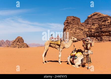 Giordania, governatorato di Aqaba, Wadi Rum, patrimonio mondiale dell'UNESCO, deserto, montagne, cammelli Foto Stock