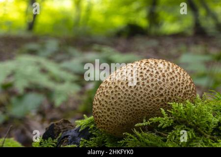 Francia, Somme, Crécy-en-Ponthieu, Foresta di Crécy, foresta Foto Stock