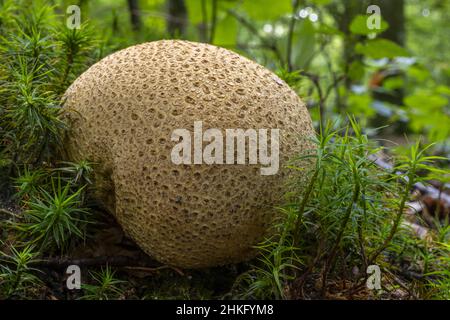 Francia, Somme, Crécy-en-Ponthieu, Foresta di Crécy, foresta Foto Stock