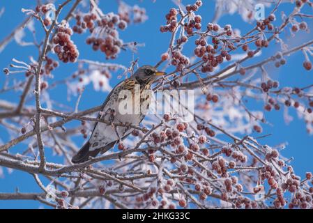 Bel campo di mughetto luminoso (Turdus pilaris) su un ramo di un albero di mele selvatico con gelo e piccoli frutti rossi contro un cielo blu in wi Foto Stock