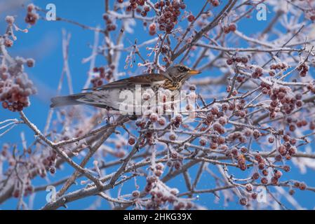 Bel campo di mughetto luminoso (Turdus pilaris) su un ramo di un albero di mele selvatico con gelo e piccoli frutti rossi contro un cielo blu in wi Foto Stock