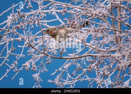 Bel campo di mughetto luminoso (Turdus pilaris) su un ramo di un albero di mele selvatico con gelo e piccoli frutti rossi contro un cielo blu in wi Foto Stock